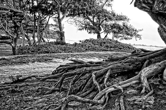 Hawaii Roots